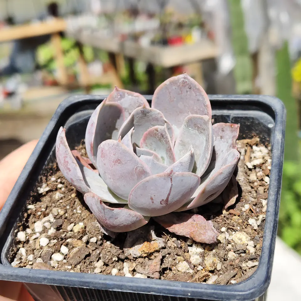 Echeveria Dusty Violet 3