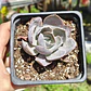 Echeveria Dusty Violet - Miniatura 5