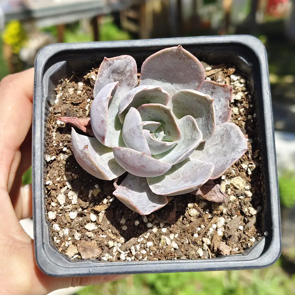 Echeveria Dusty Violet 5