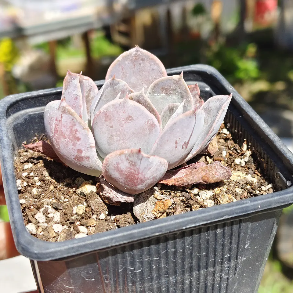 Echeveria Dusty Violet 4
