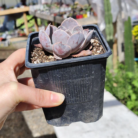 Echeveria Dusty Violet