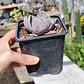 Echeveria Dusty Violet - Miniatura 2