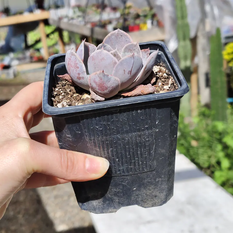 Echeveria Dusty Violet 2