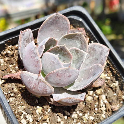 Echeveria Dusty Violet