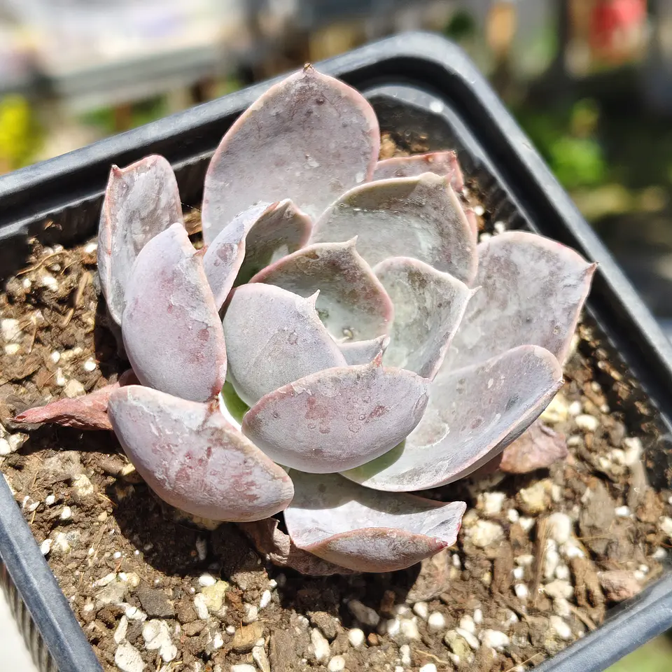 Echeveria Dusty Violet 1