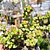 Crassula Brevifolia