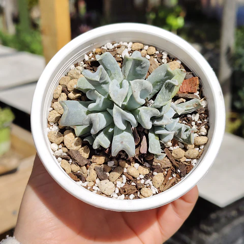 Echeveria Runyonii "Topsy Turby"