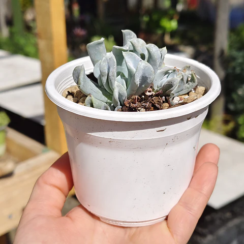 Echeveria Runyonii "Topsy Turby"