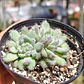 Echeveria Setosa FO-42 - Miniatura 4