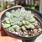 Echeveria Setosa FO-42 - Miniatura 3