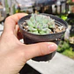 Echeveria Setosa FO-42 - Miniatura 2