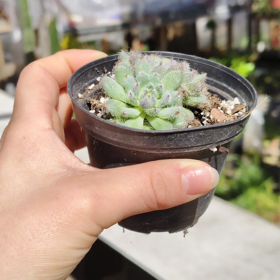 Echeveria Setosa FO-42 2