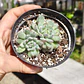 Echeveria Setosa FO-42 - Miniatura 1