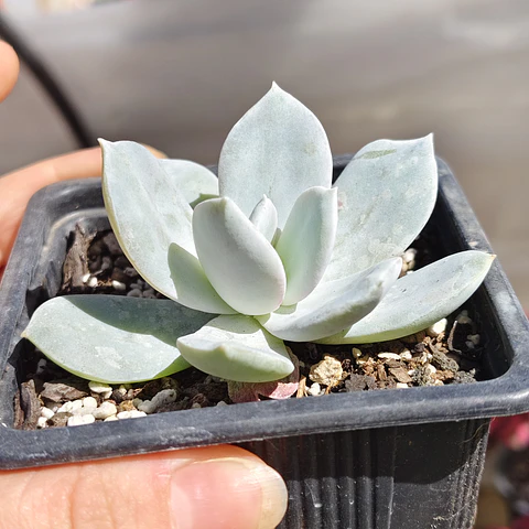 Echeveria Cali Argentea