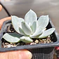 Echeveria Cali Argentea - Miniatura 2