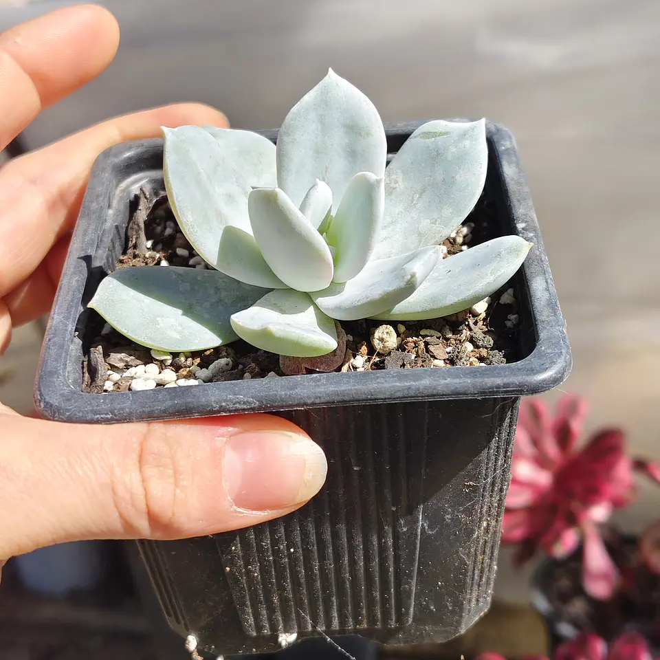 Echeveria Cali Argentea 3