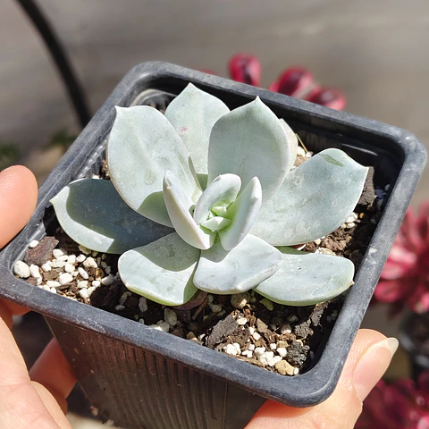 Echeveria Cali Argentea