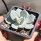 Echeveria Cali Argentea - Miniatura 1