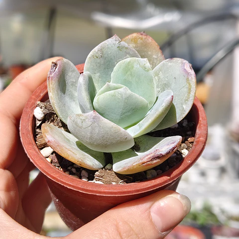 Echeveria Hakuhou