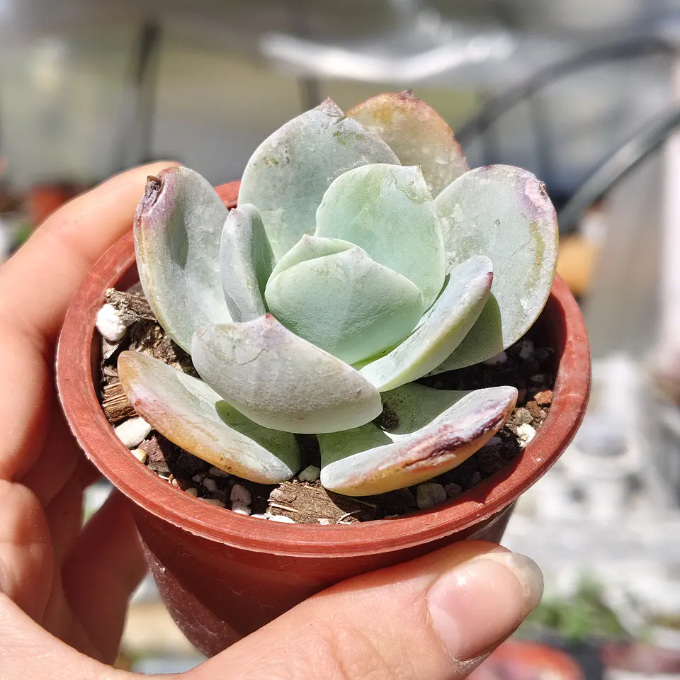 Echeveria Hakuhou 1