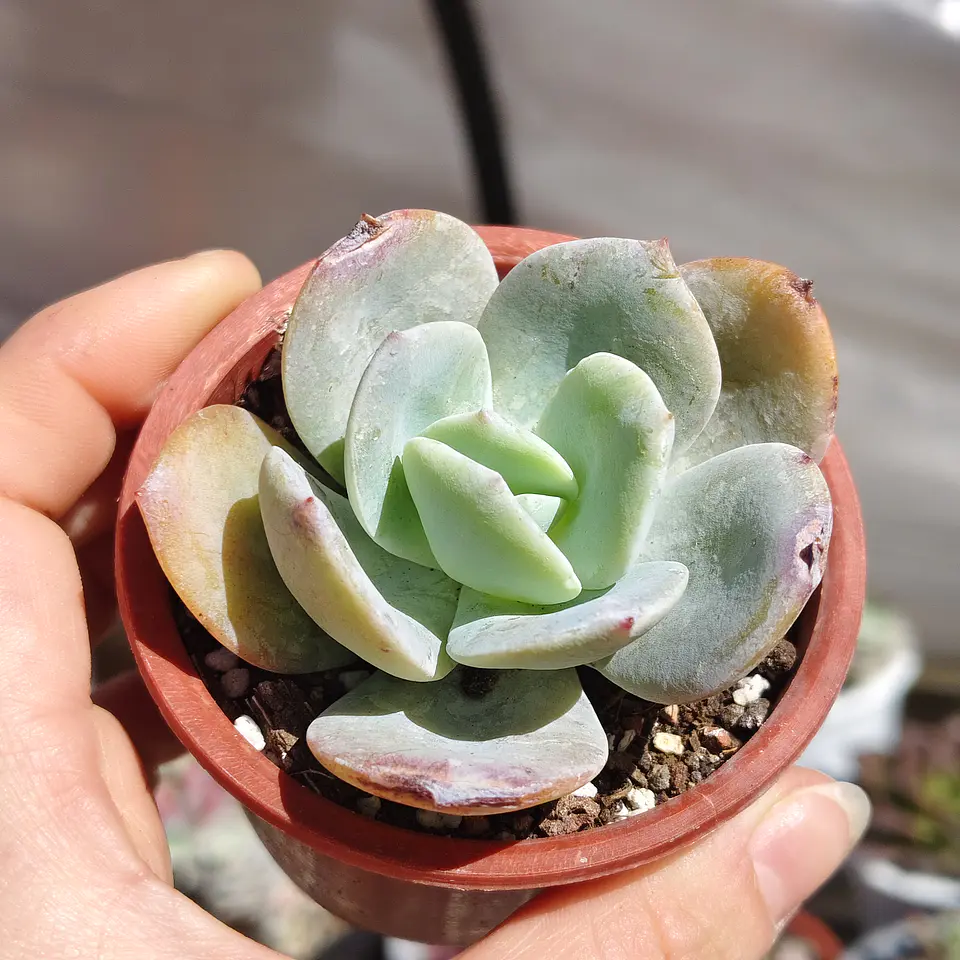 Echeveria Hakuhou 3