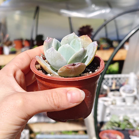 Echeveria Hakuhou