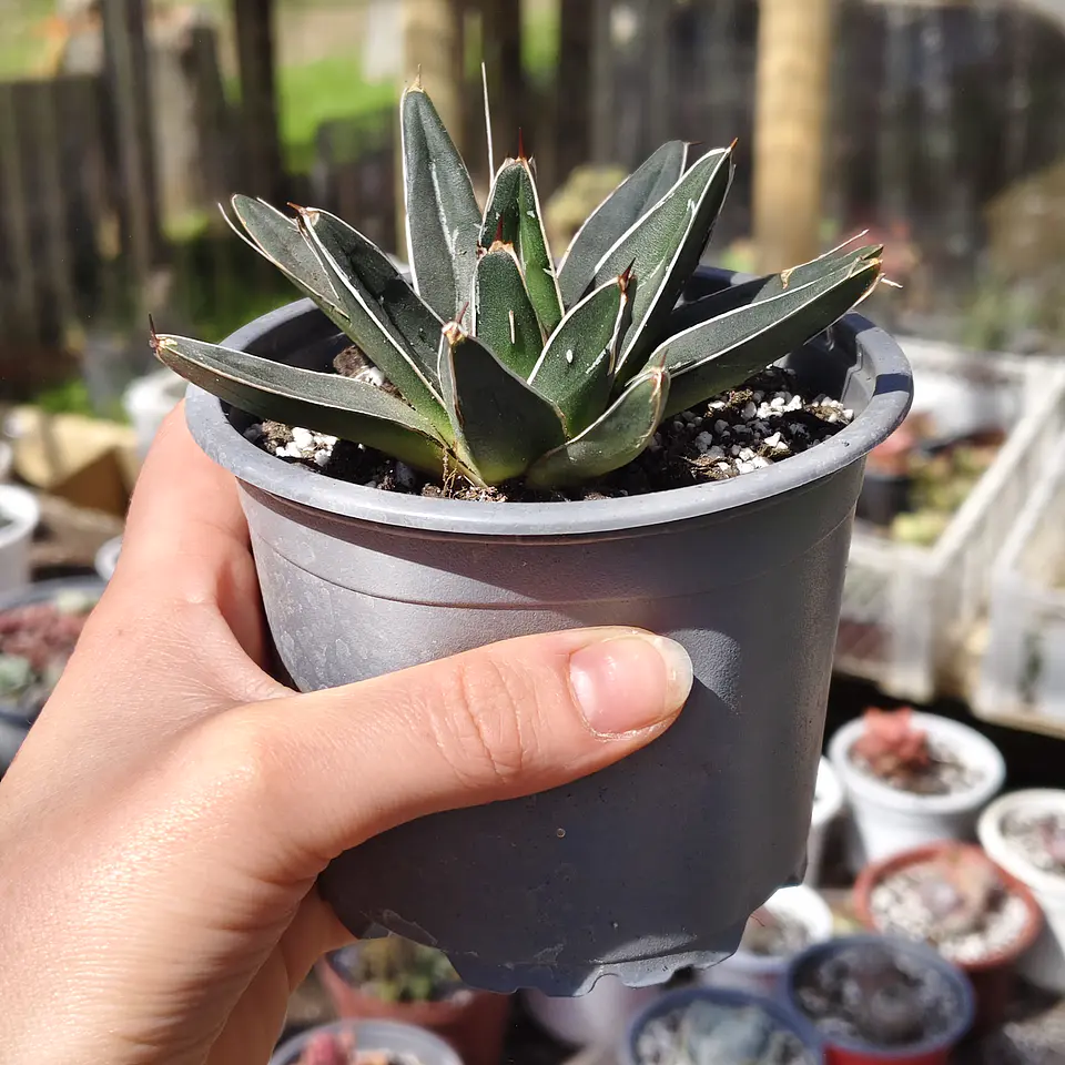 Agave Victoriae - Reginae 4