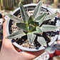 Agave Victoriae - Reginae - Miniatura 3