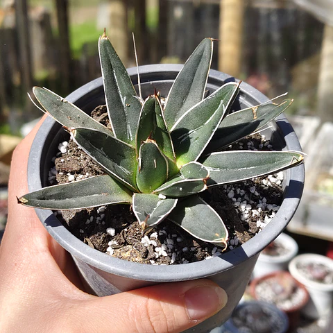 Agave Victoriae - Reginae