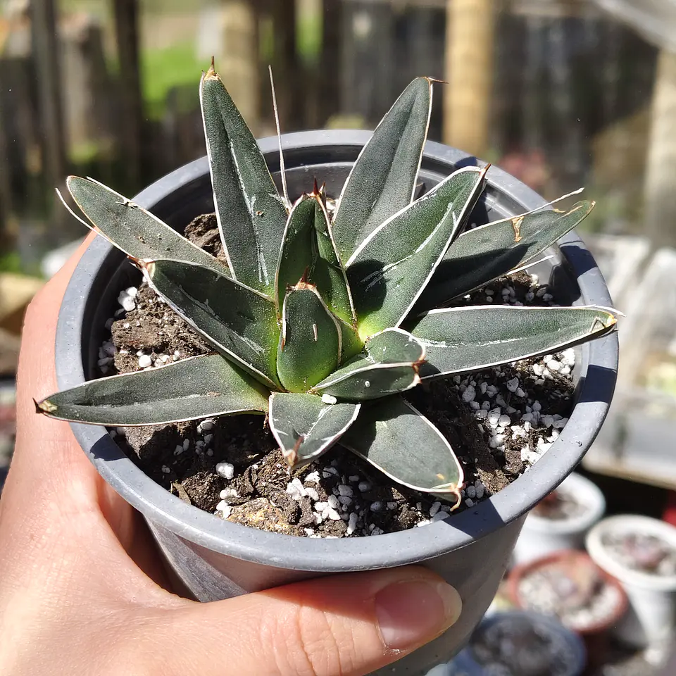Agave Victoriae - Reginae 1