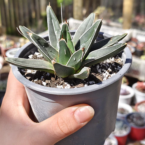 Agave Victoriae - Reginae