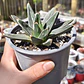Agave Victoriae - Reginae - Miniatura 2