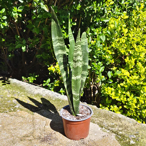 Sansevieria Black Coral