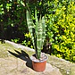 Sansevieria Black Coral - Miniatura 1