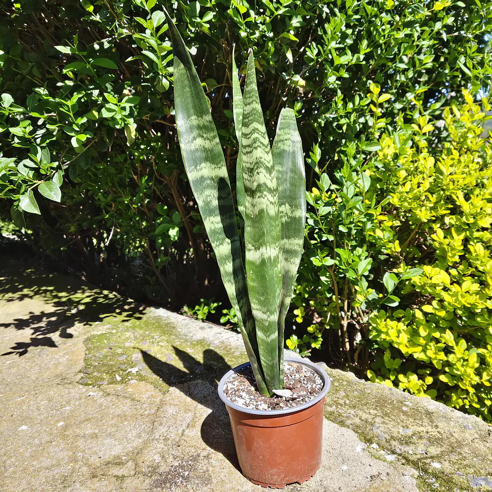 Sansevieria Black Coral 4