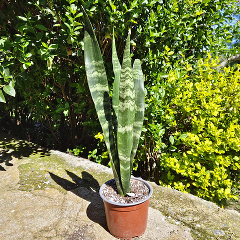 Sansevieria Black Coral