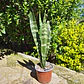 Sansevieria Black Coral - Miniatura 2