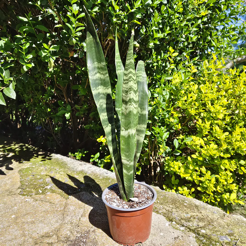 Sansevieria Black Coral 2