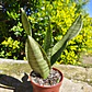 Sansevieria Robusta  - Miniatura 4
