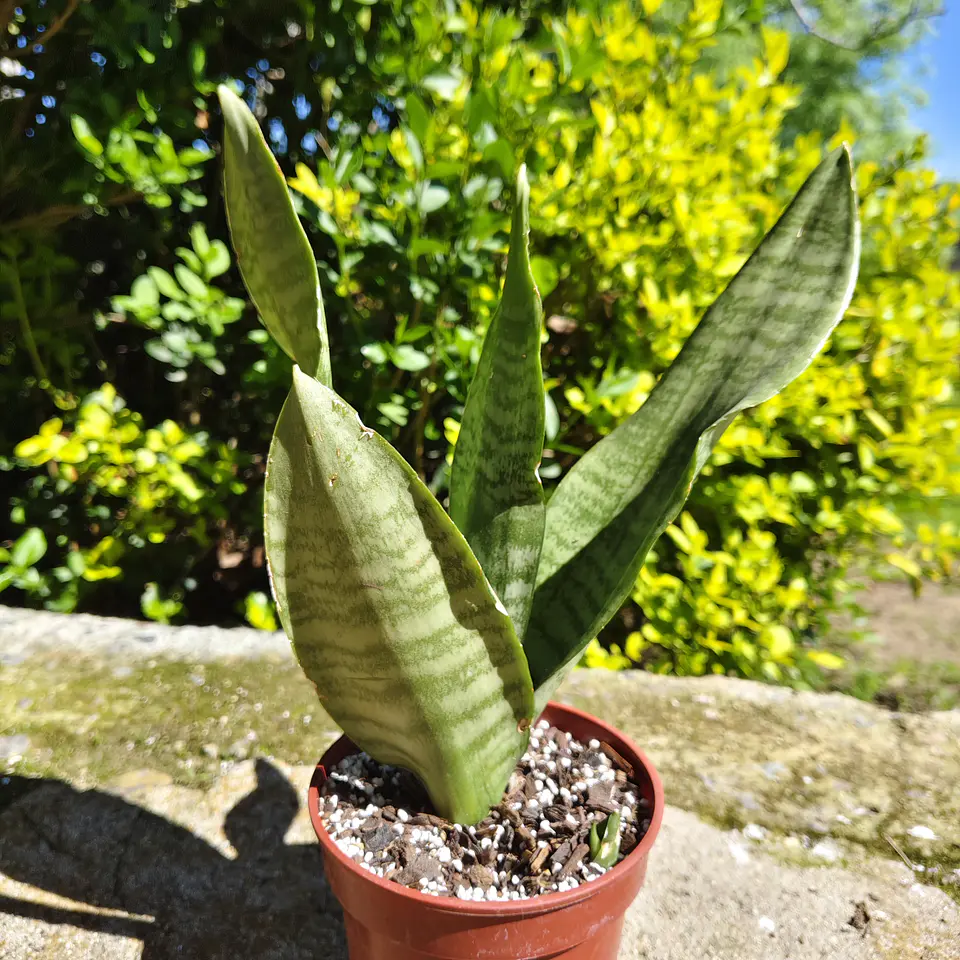 Sansevieria Robusta  4