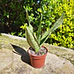 Sansevieria Robusta  - Miniatura 5