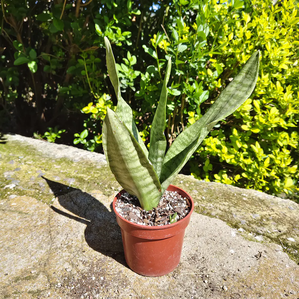 Sansevieria Robusta  5