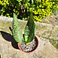 Sansevieria Robusta  - Miniatura 2