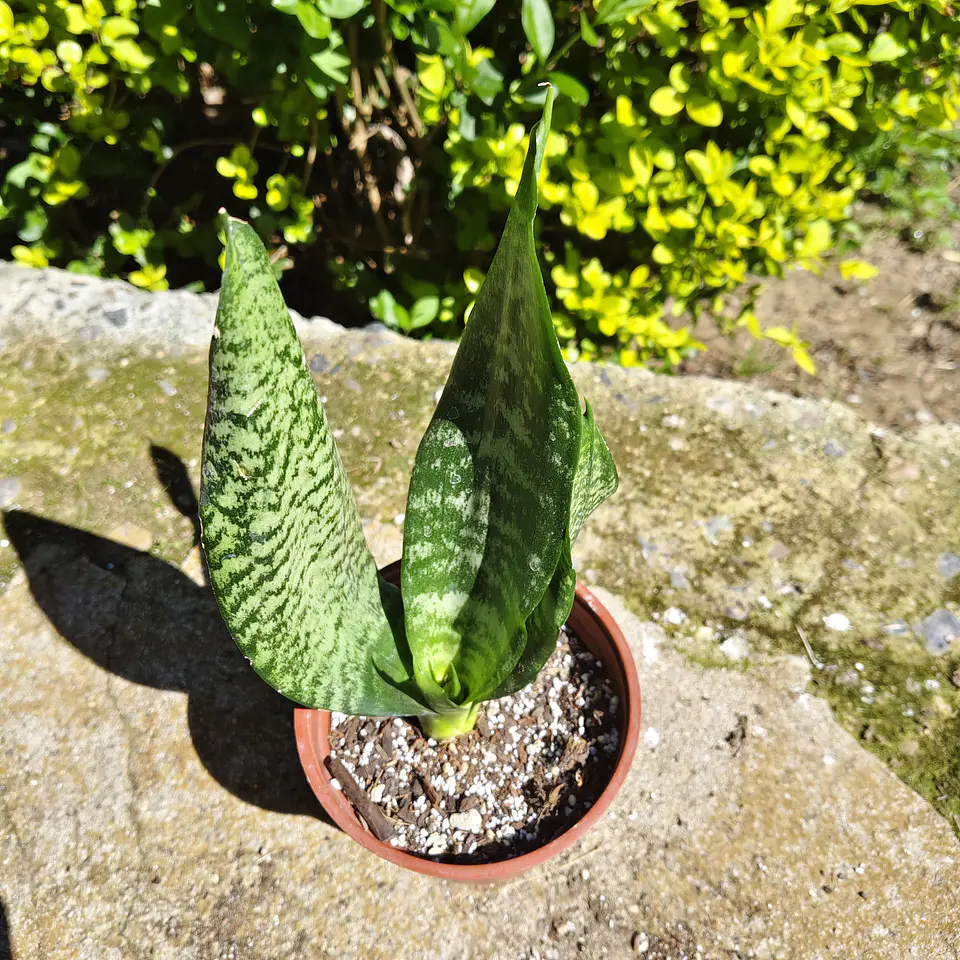 Sansevieria Robusta  2
