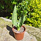 Sansevieria Robusta  - Miniatura 1
