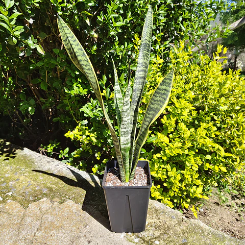 Sansevieria Laurentiis 