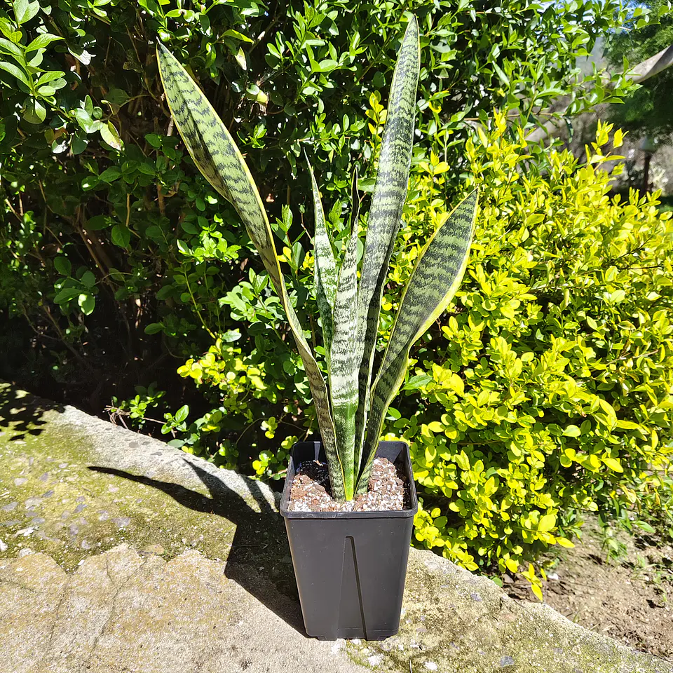 Sansevieria Laurentiis  1