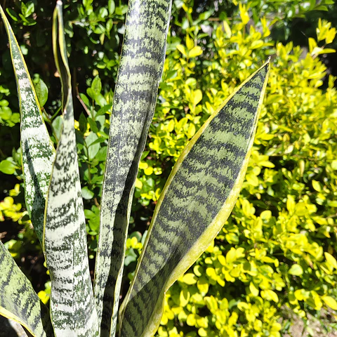 Sansevieria Laurentiis 