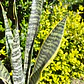 Sansevieria Laurentiis  - Miniatura 2