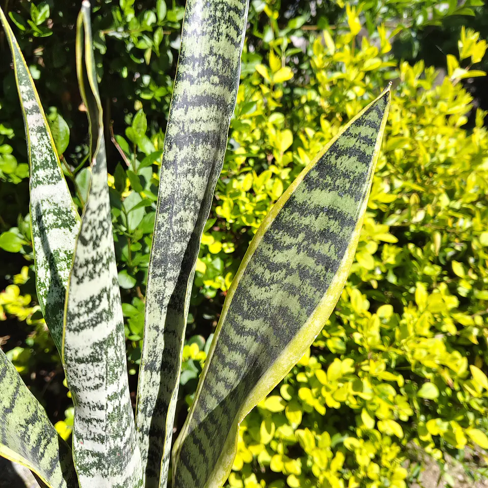 Sansevieria Laurentiis  2